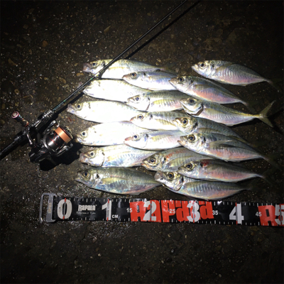 特大出ないながらも数釣りたのしめます