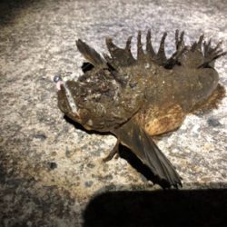 高砂に怪魚出現