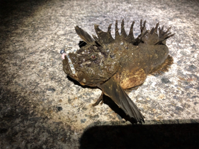 高砂に怪魚出現