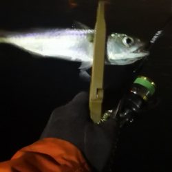 アジング練習 75