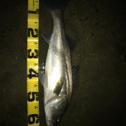 久々シーバス！