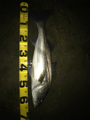 久々シーバス！