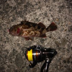 デブデブタケノコ