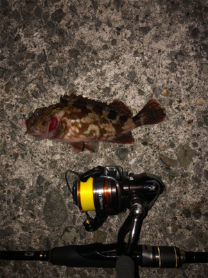 デブデブタケノコ