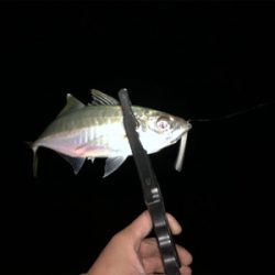 好調!? 湾奥アジング