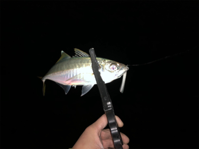 好調!? 湾奥アジング