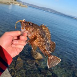 エギングと!月下美人鱗付