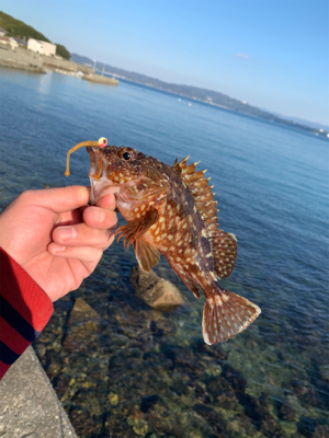 エギングと!月下美人鱗付