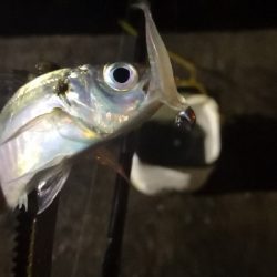 アジング練習  76