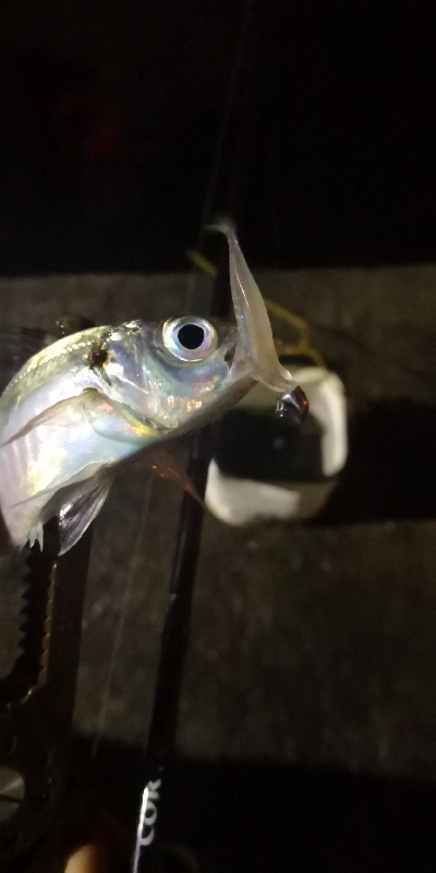 アジング練習  76