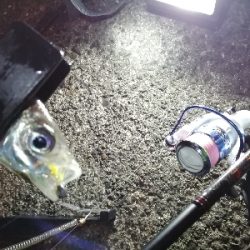 アジ探しアジング