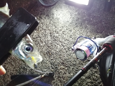 アジ探しアジング