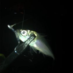 ヒイカ不在。。。アジングで豆アジσ(^_^;)