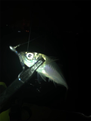 ヒイカ不在。。。アジングで豆アジσ(^_^;)