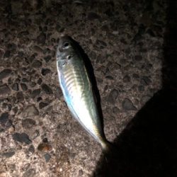 ナイトアジング