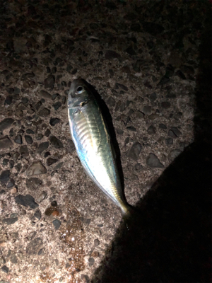 ナイトアジング