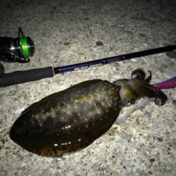 短時間ナイトエギング