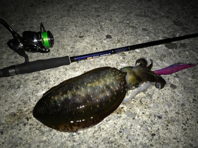 短時間ナイトエギング