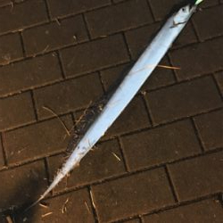 朝マヅメは遠投ボトムから中層♪