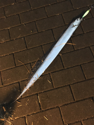 朝マヅメは遠投ボトムから中層♪