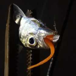 アジング練習 77