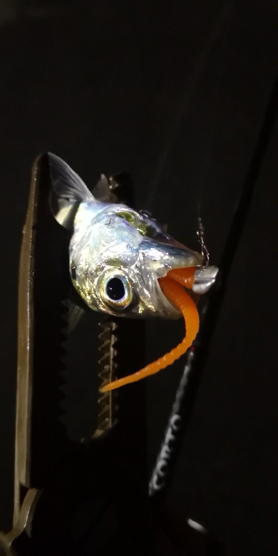 アジング練習 77