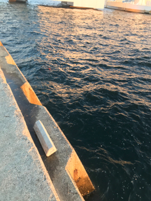 アジは釣れます^ ^