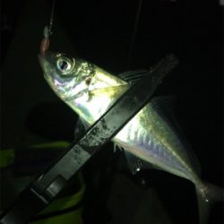 ヒイカとアジも渋い(><)