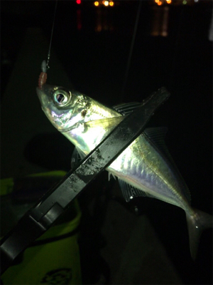 ヒイカとアジも渋い(><)