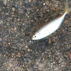 アジングばくちょう！？