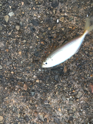 アジングばくちょう！？