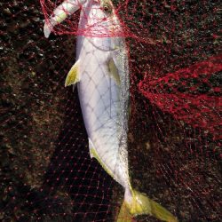 太刀魚来てます