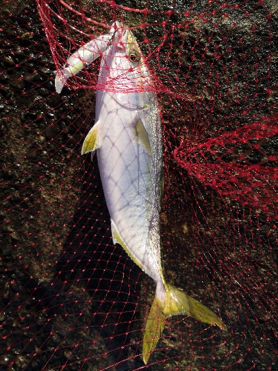 太刀魚来てます