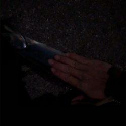 タチウオまだまだ釣れます