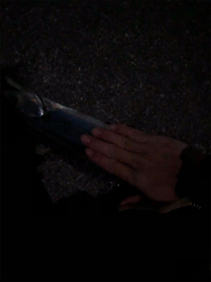 タチウオまだまだ釣れます