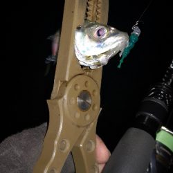 アジング練習 78