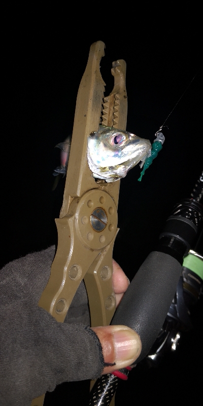 アジング練習 78