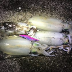 月夜エギング最高!!