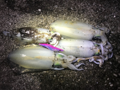 月夜エギング最高!!