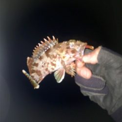 ライトワインドでアコウ