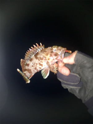 ライトワインドでアコウ