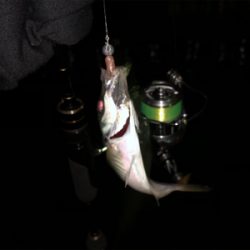 ステラ入魂 アジング