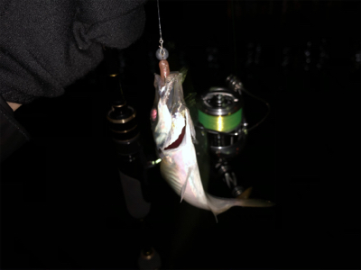 ステラ入魂 アジング