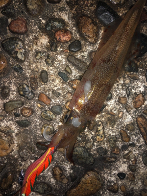 アオリイカ狙い