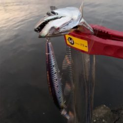 タチウオまだ居るで。