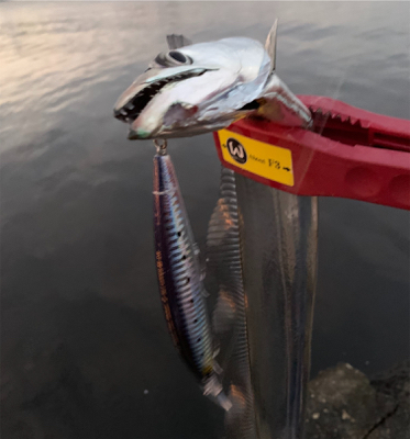 タチウオまだ居るで。