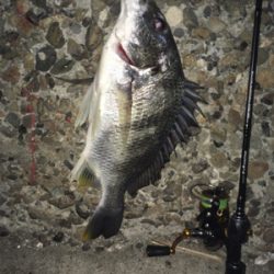 久々のアジング