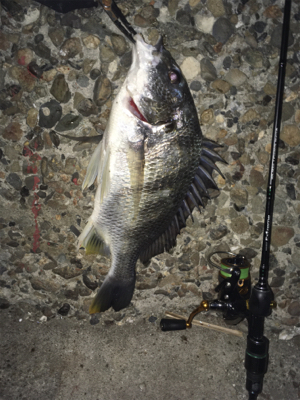 久々のアジング