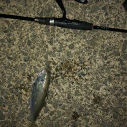 ナイトアジング