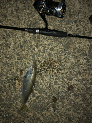 ナイトアジング